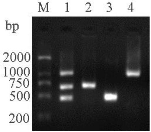 Triple PCR (Polymerase Chain Reaction) detection method of muscovy duck parvovirus, goose parvovirus and avian adenovirus type 4