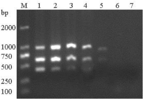 Triple PCR (Polymerase Chain Reaction) detection method of muscovy duck parvovirus, goose parvovirus and avian adenovirus type 4