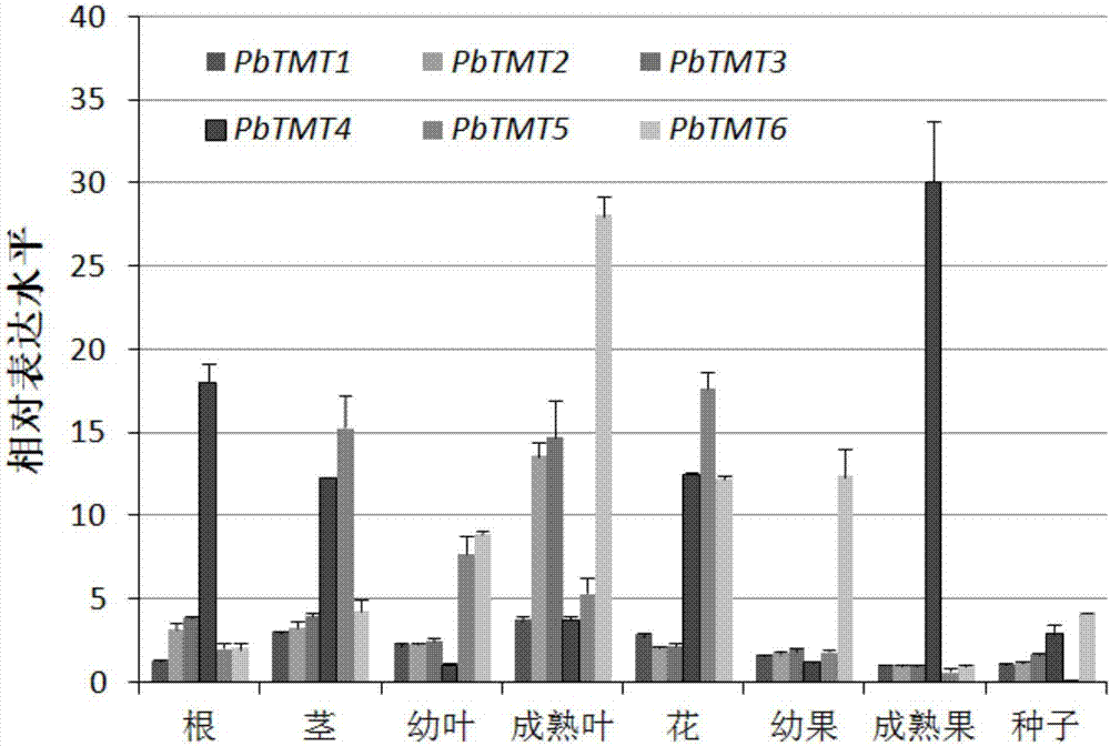 Pyrus fruit sugar transporter gene PbTMT4 and application thereof
