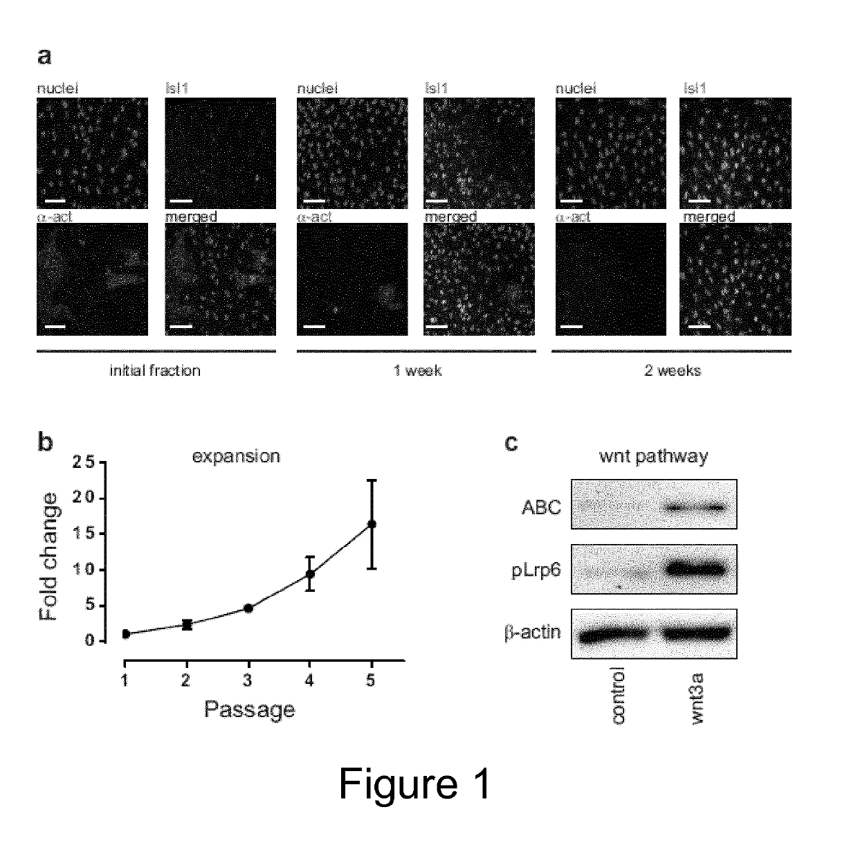 Derivation and Self-Renewal of Multipotent Cells and Uses Thereof