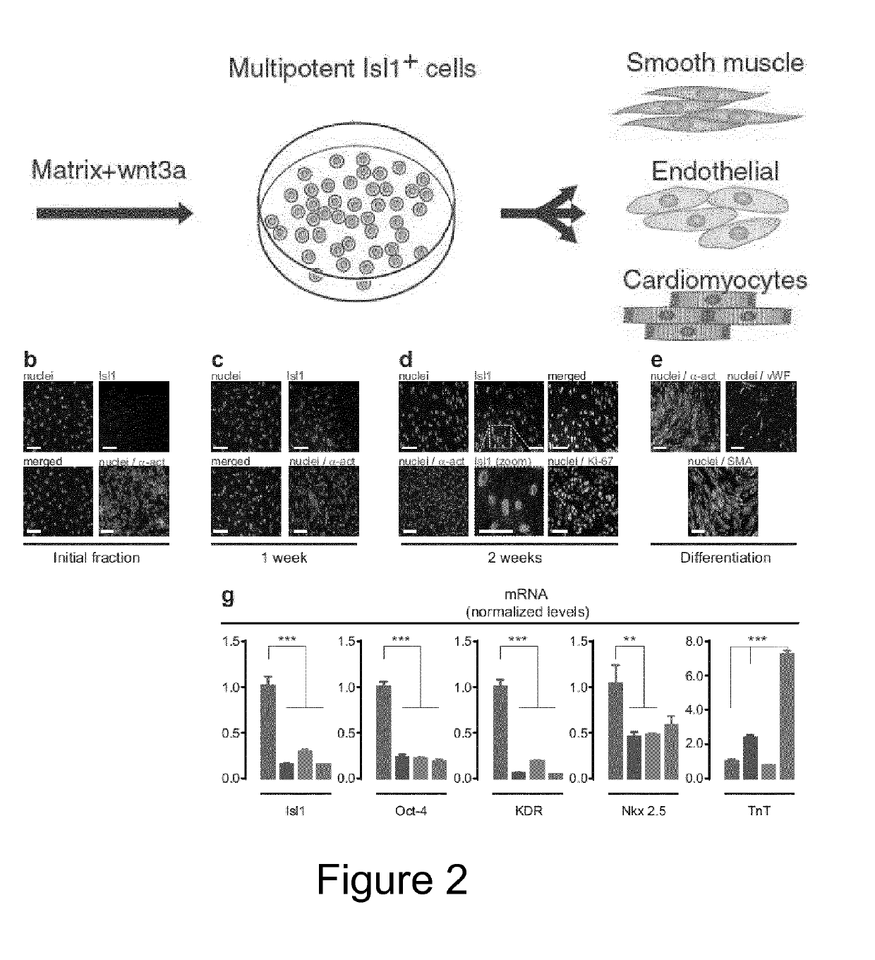 Derivation and Self-Renewal of Multipotent Cells and Uses Thereof