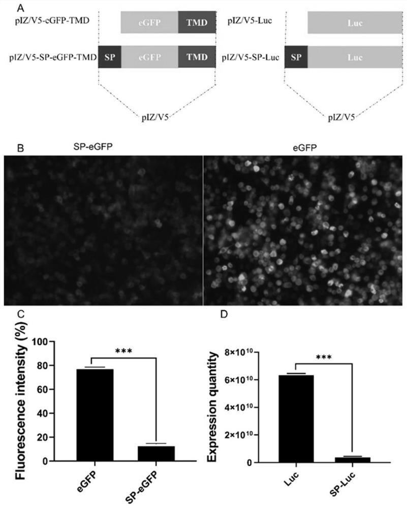 Method for increasing secretion rate of foreign protein expressed in silkworm cells