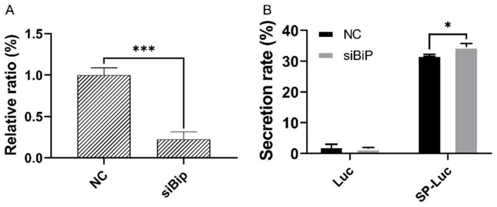 Method for increasing secretion rate of foreign protein expressed in silkworm cells