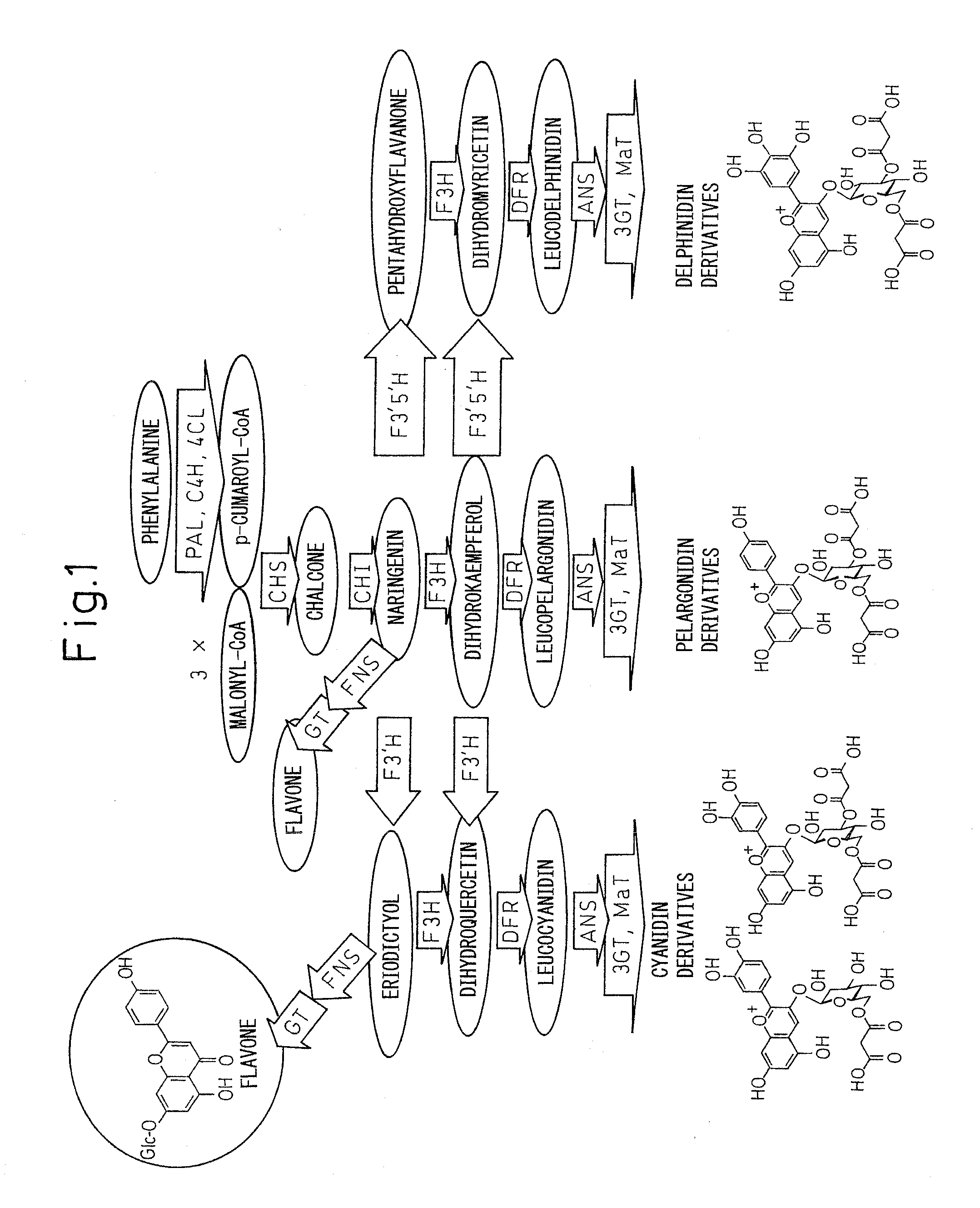 Method for production of chrysanthemum plant having delphinidin-containing petals