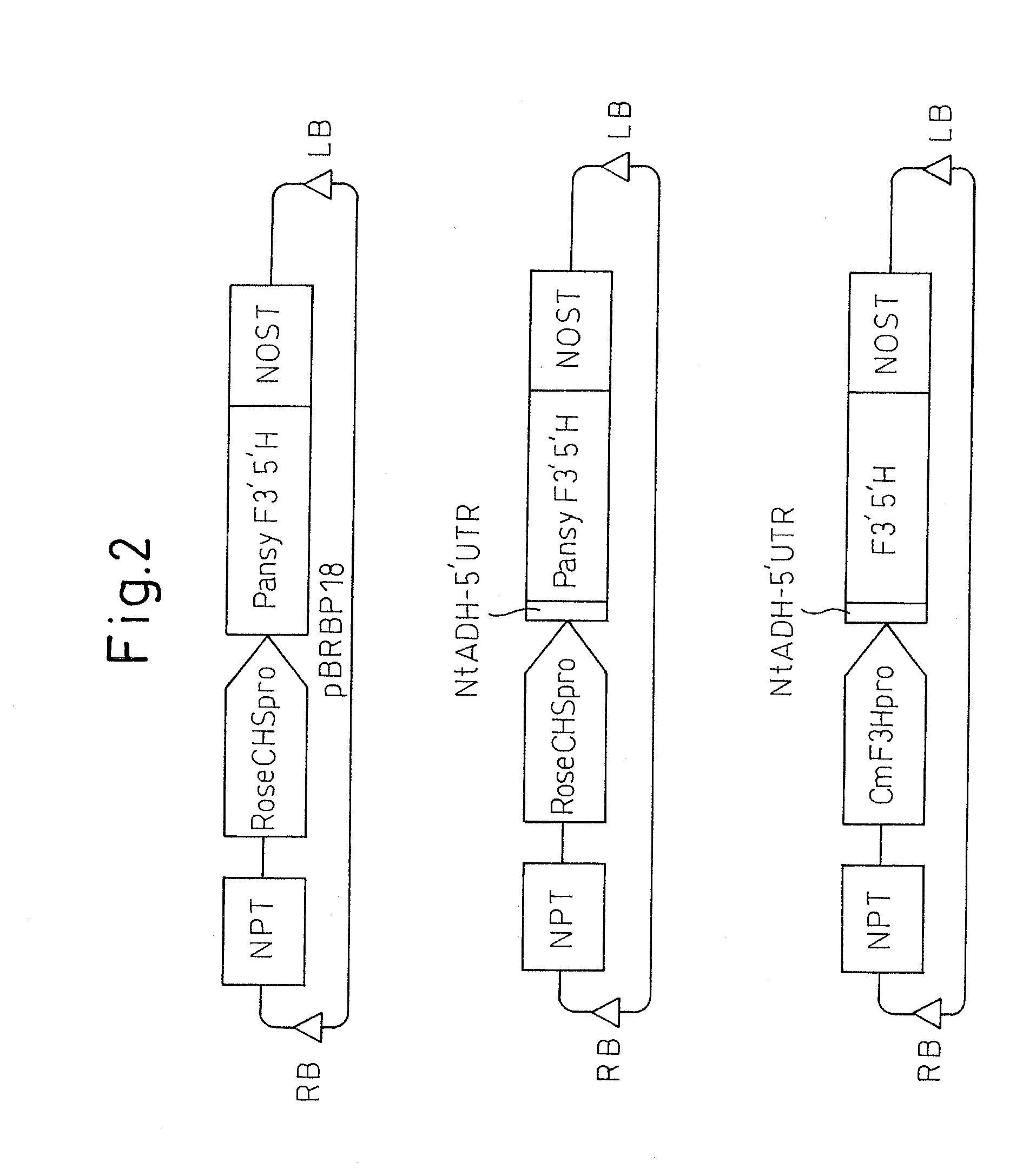 Method for production of chrysanthemum plant having delphinidin-containing petals