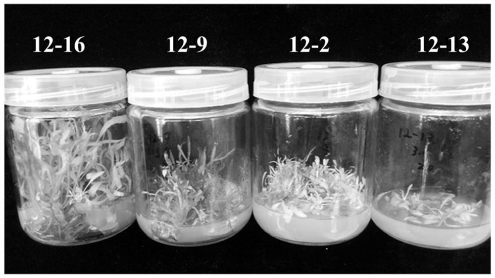 A kind of genetic transformation method of rubber grass