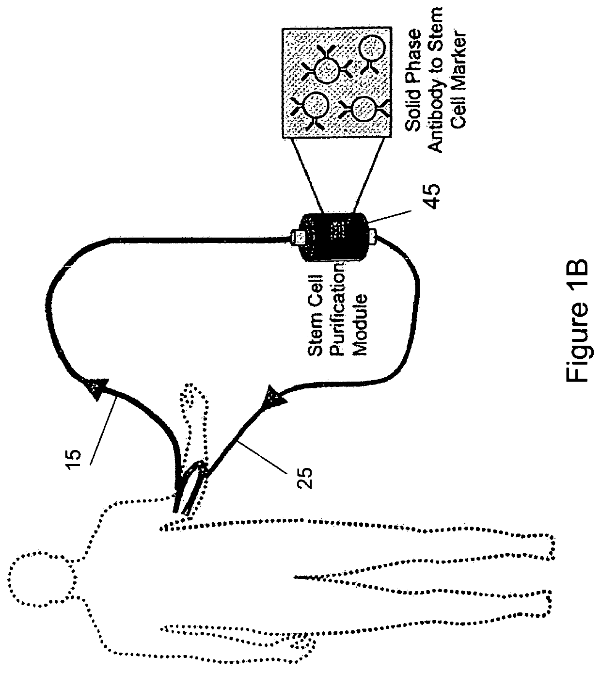 Isolating and purifying cells for therapy