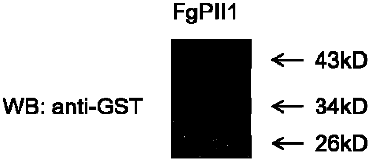 Plant immune induced resistance protein FgPII1 secreted by fusarium graminearum and application of plant immune induced resistance protein FgPII1