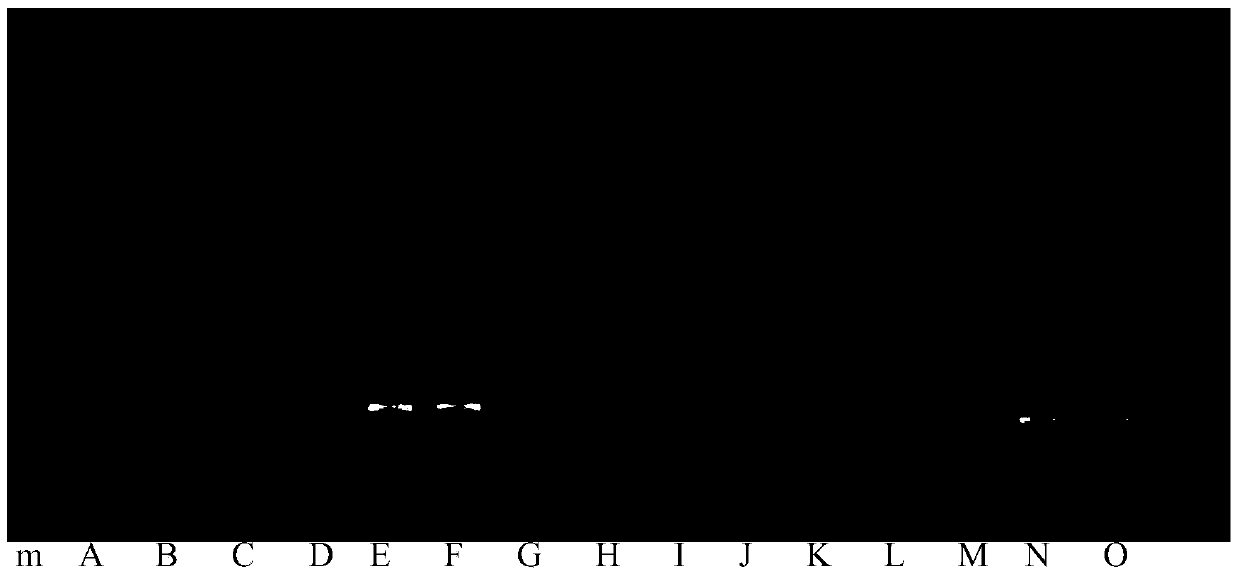 Primer set, kit and method for identifying the type of Desmodium spp.