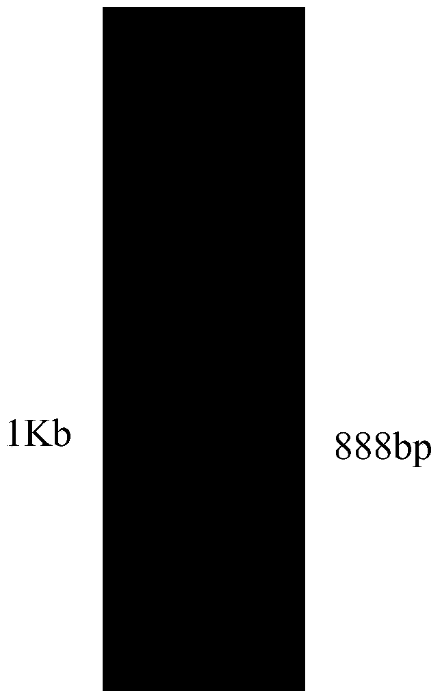 Method for producing medium-chain alkanes