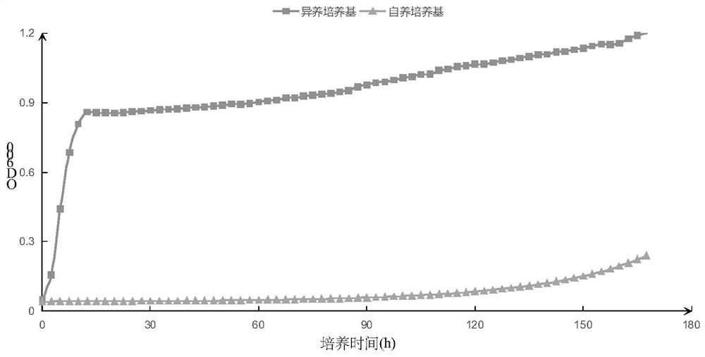 Facultative nutritional ammonia oxidizing bacteria and application thereof