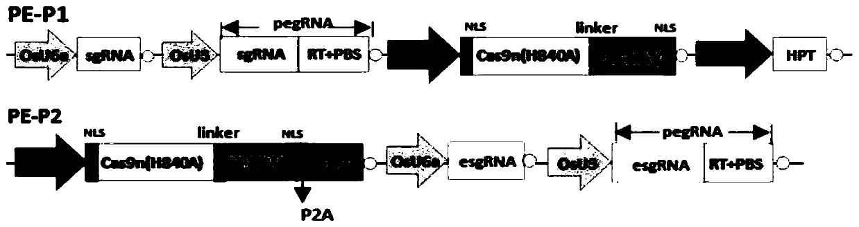 PE-P2 prime editing system and application thereof in genome base editing