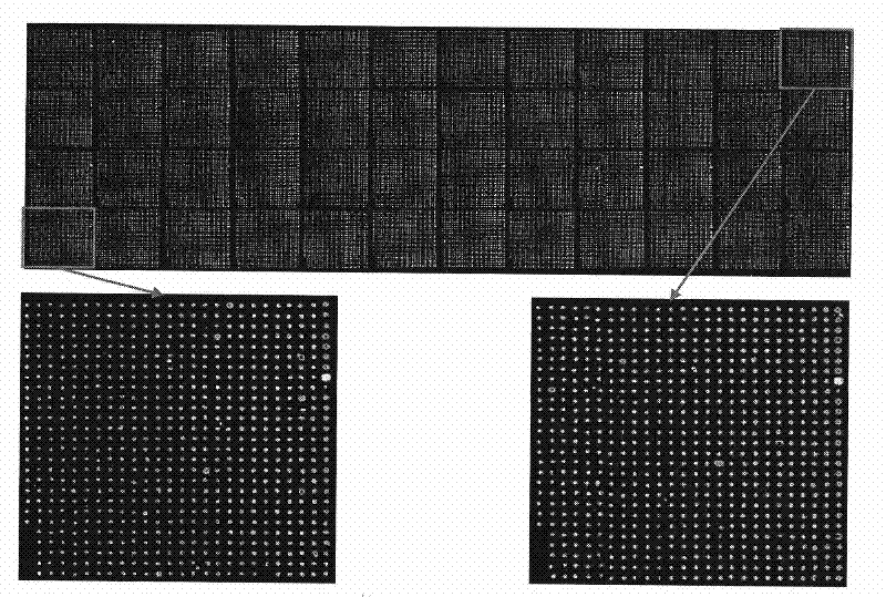 High-polymer three-dimensional amino-group substrate as well as preparation method and application thereof