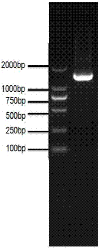 Recombinant lactobacillus strain for fusion expression of infectious bursal disease virus VP2 protein and salmonella outer membrane protein and application of recombinant lactobacillus strain