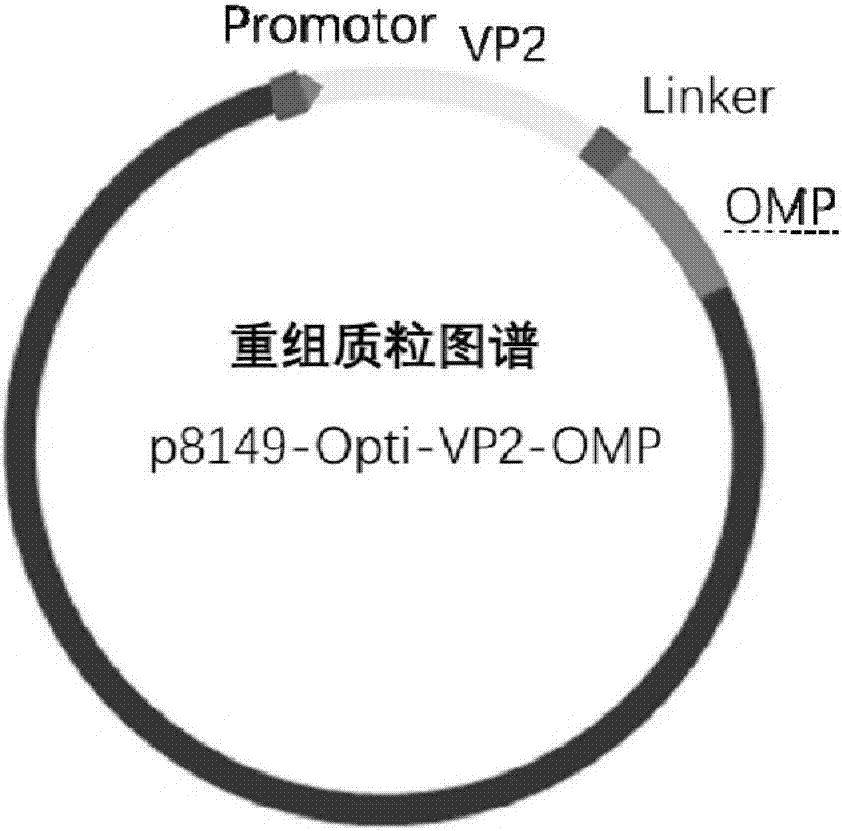 Recombinant lactobacillus strain for fusion expression of infectious bursal disease virus VP2 protein and salmonella outer membrane protein and application of recombinant lactobacillus strain