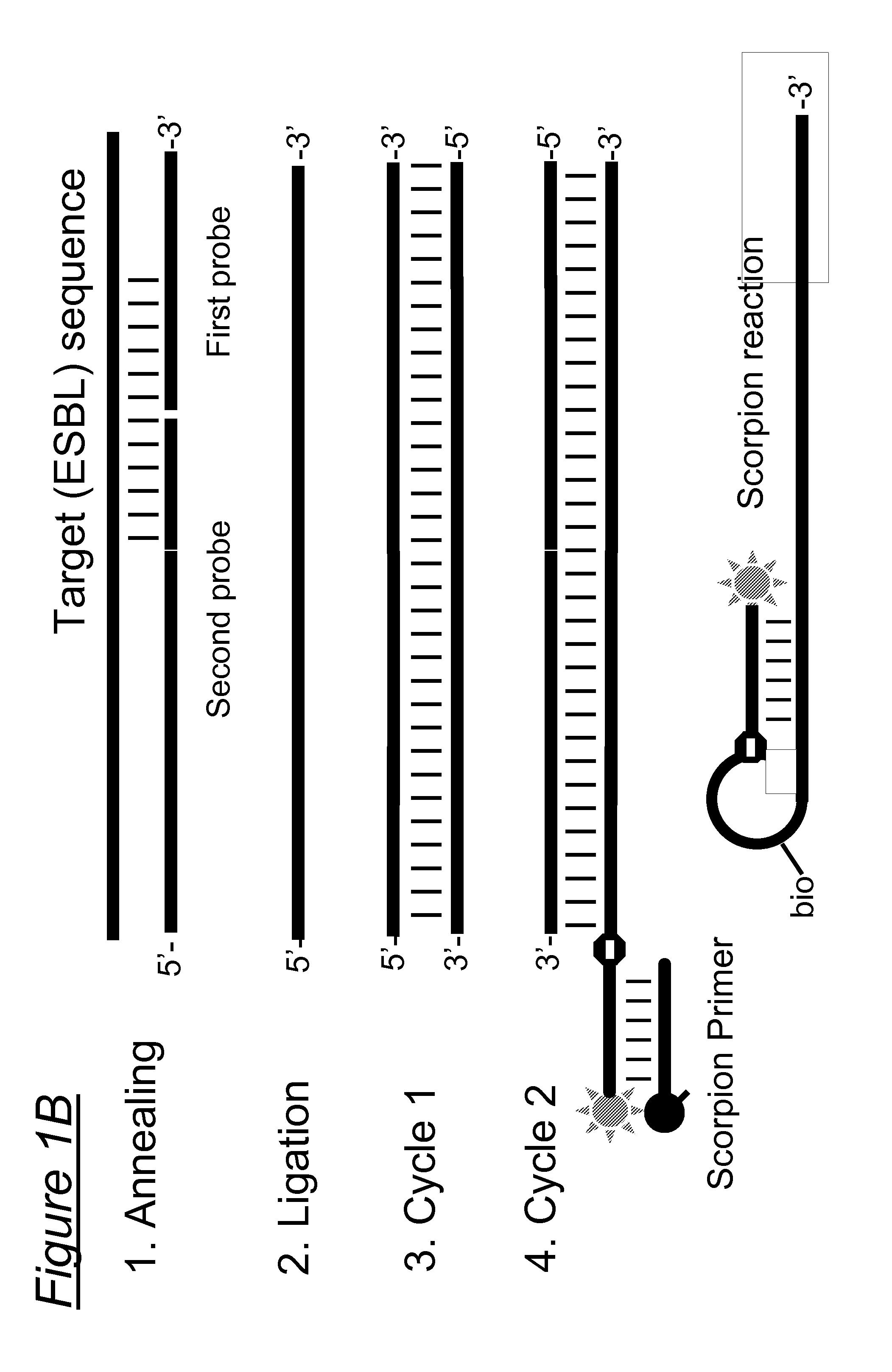 Assays, compositions and methods for detecting drug resistant micro-organisms