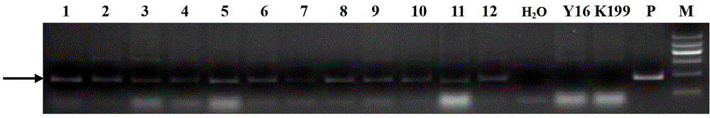 Disease resistance-related protein RCR1 derived from wheat, related biomaterials thereof, and application for same