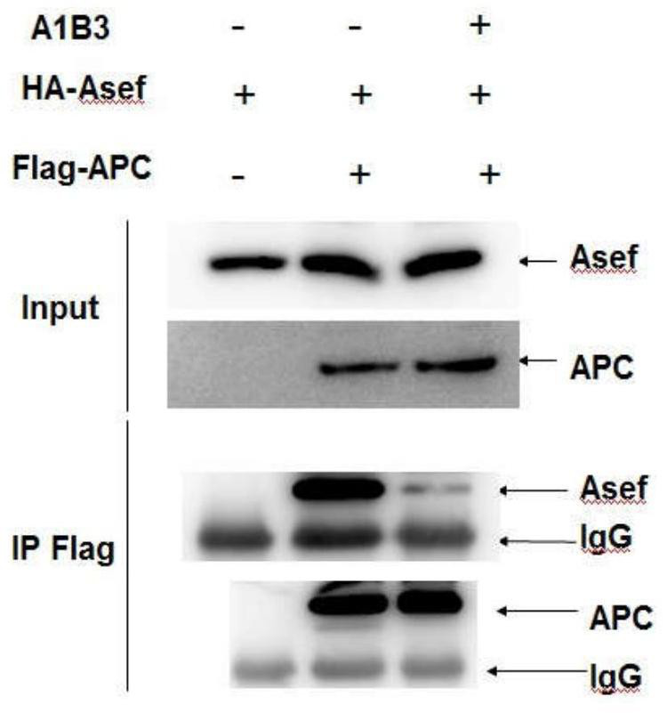 Peptides and their applications