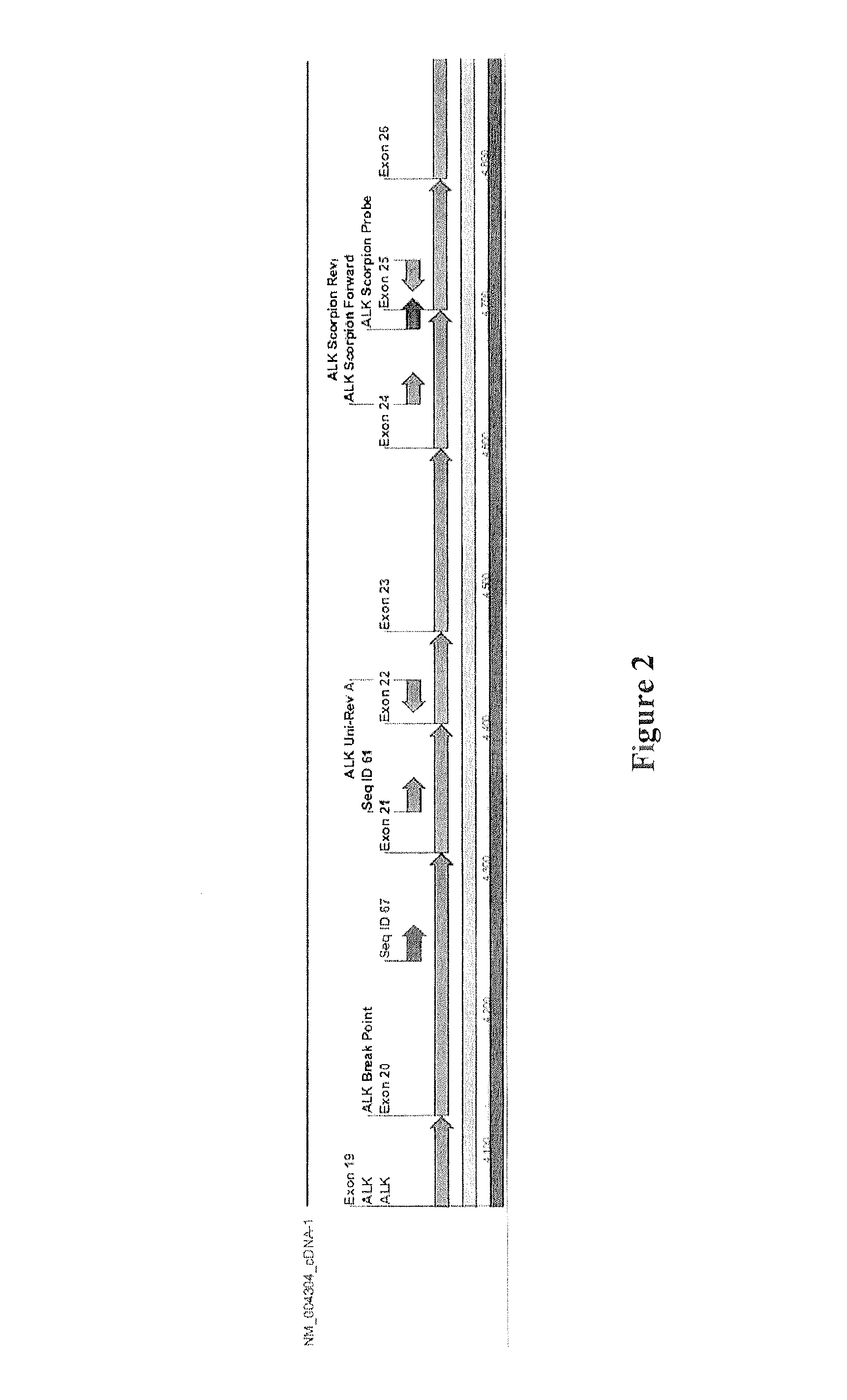 Kit comprising primers for amplifying ALK kinase domain nucleic acids