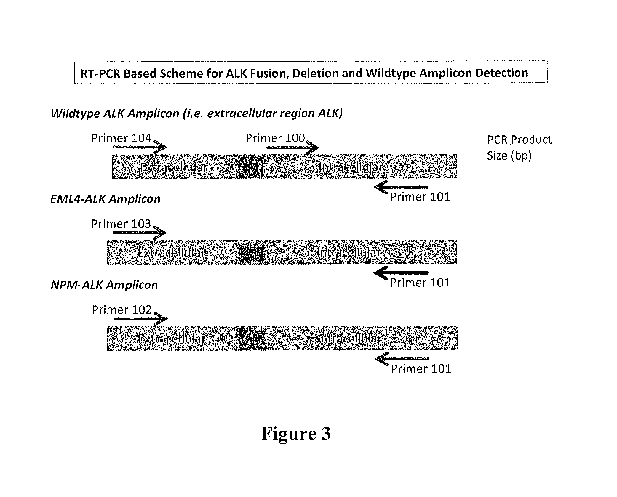 Kit comprising primers for amplifying ALK kinase domain nucleic acids