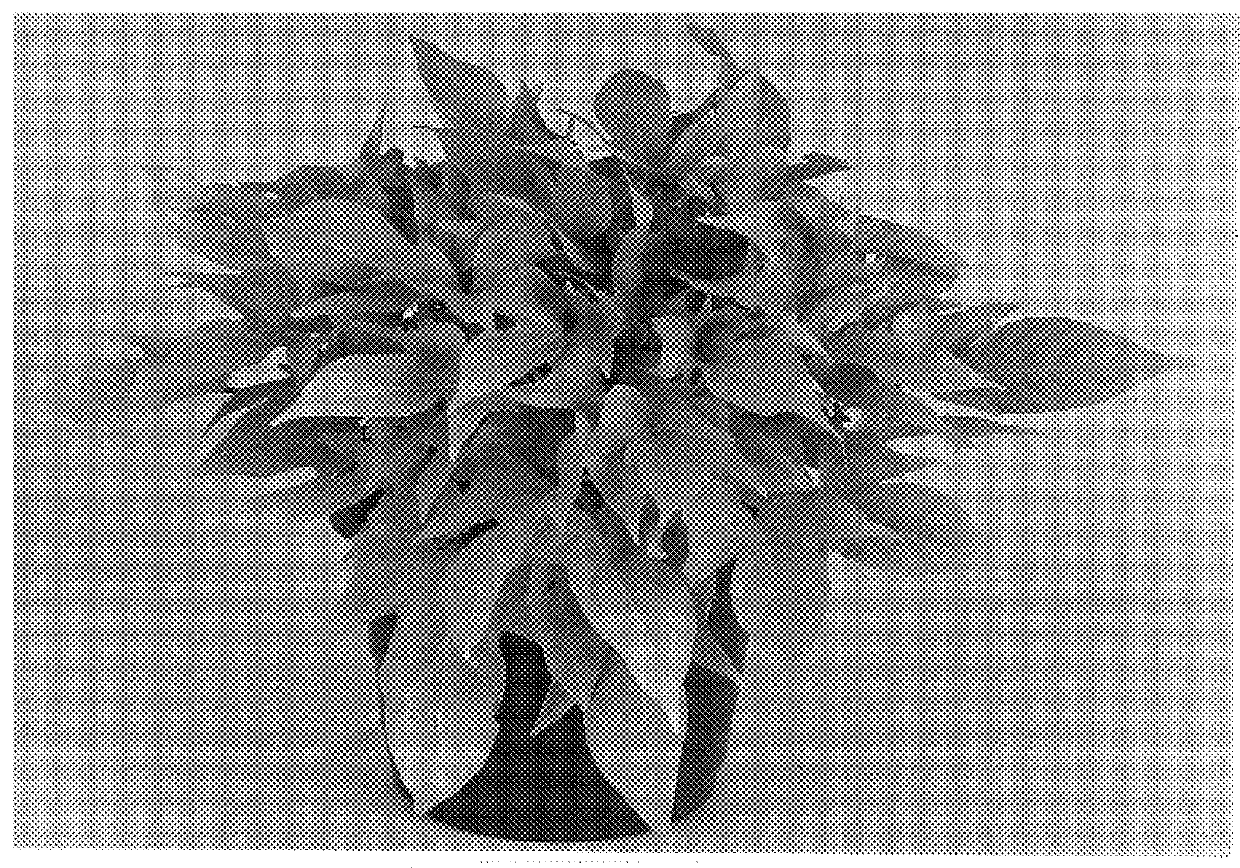 Ornamental sweetpotato plant named `Sweet Caroline Light Green`