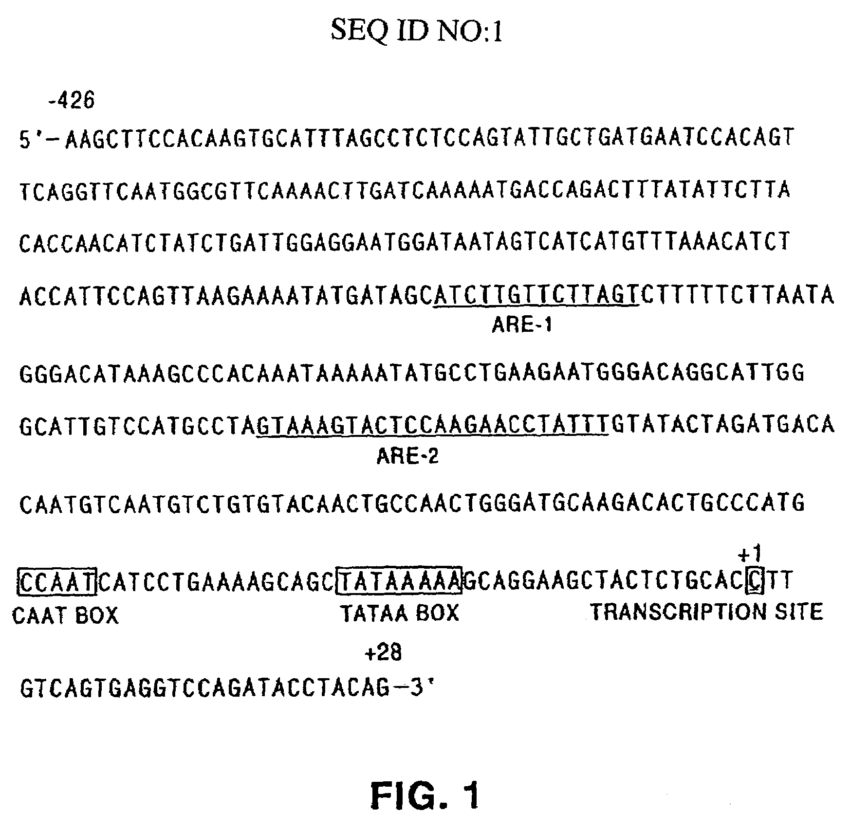 Adenovirus vectors specific for cells expressing androgen receptor and methods of use thereof