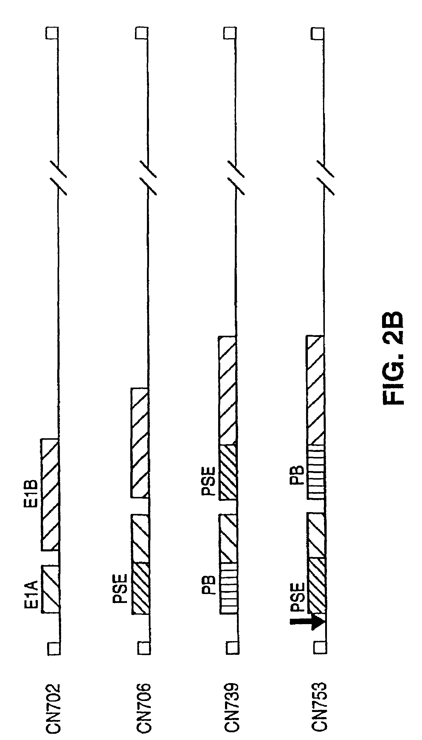 Adenovirus vectors specific for cells expressing androgen receptor and methods of use thereof