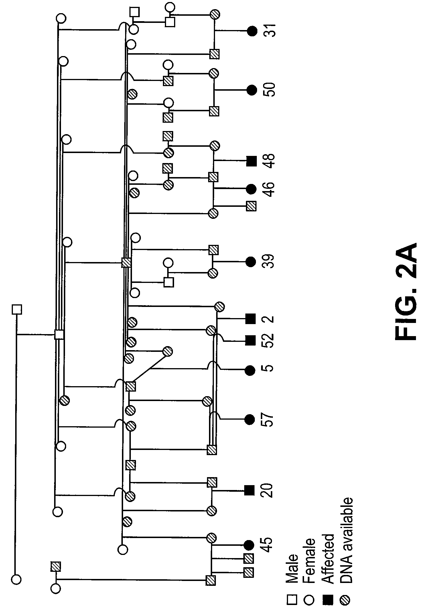 Methods for detecting a cyclophilin B SNP associated with HERDA