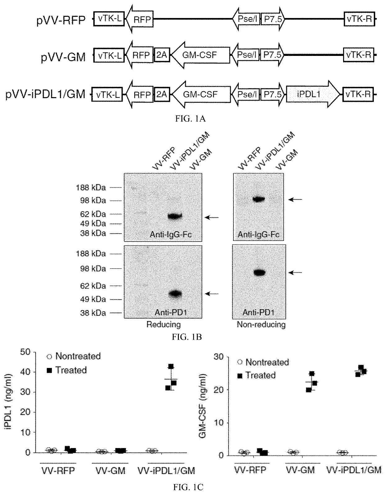 Engineered oncolytic viruses expressing pd-l1 inhibitors and uses thereof