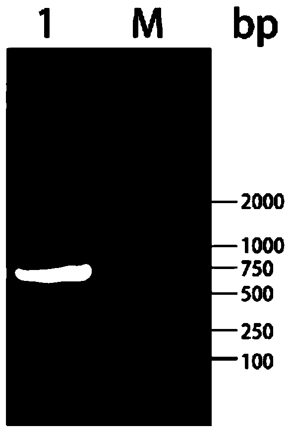 A kind of porcine circovirus type ii virus-like particle vaccine and preparation method thereof