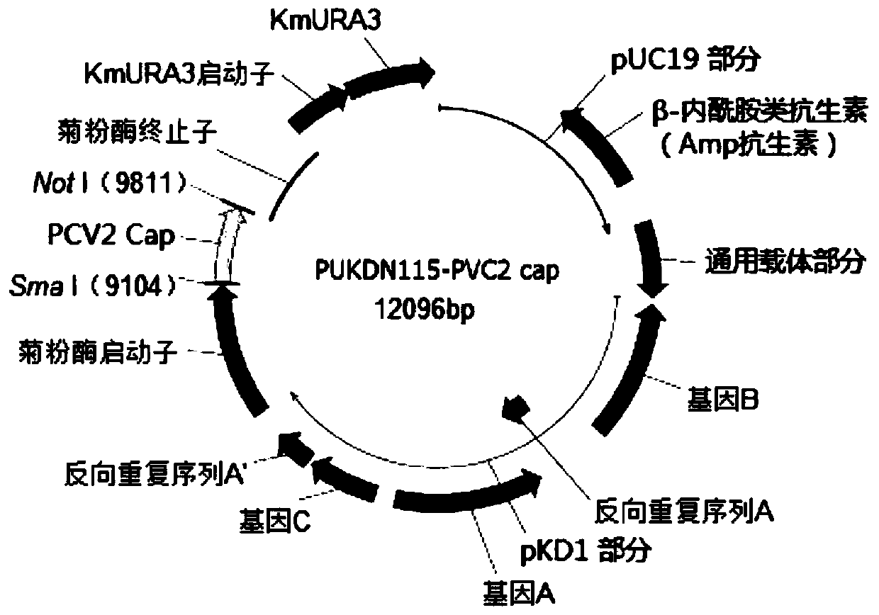 A kind of porcine circovirus type ii virus-like particle vaccine and preparation method thereof