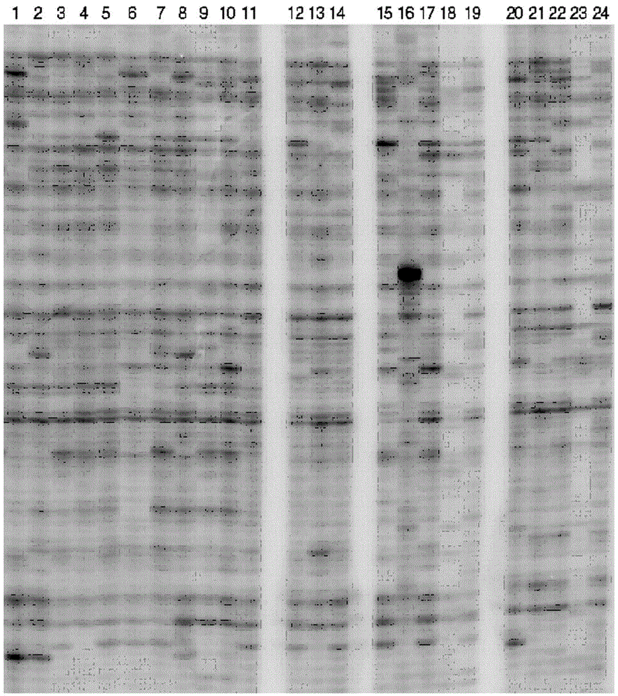 Tobacco genome molecular marker probe and sequence collective group as well as acquiring method and application thereof