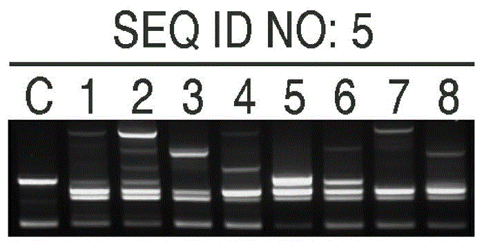 Tobacco genome molecular marker probe and sequence collective group as well as acquiring method and application thereof