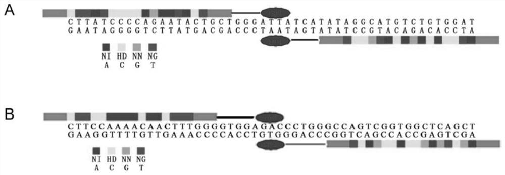 Construction method of donor pig capable of being used for xenogeneic organ transplantation