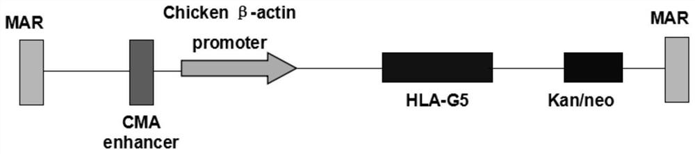 Construction method of donor pig capable of being used for xenogeneic organ transplantation