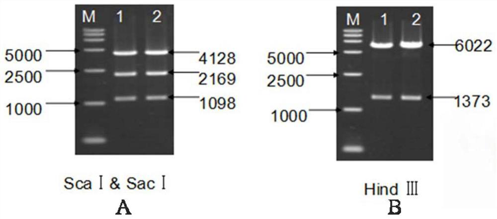 Construction method of donor pig capable of being used for xenogeneic organ transplantation