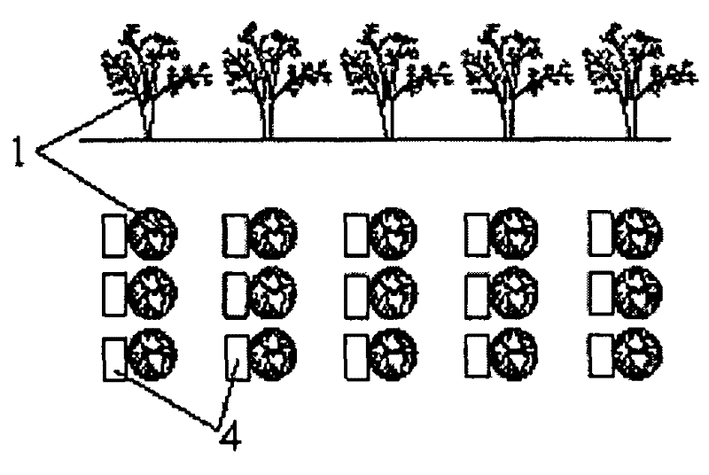 Method for artificially planting cistanche deserticola by saline water drip irrigation technology