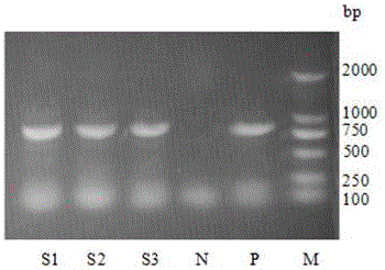 Kit and method for rapidly detecting pseudorabies virus