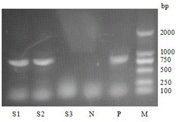 Kit and method for rapidly detecting pseudorabies virus