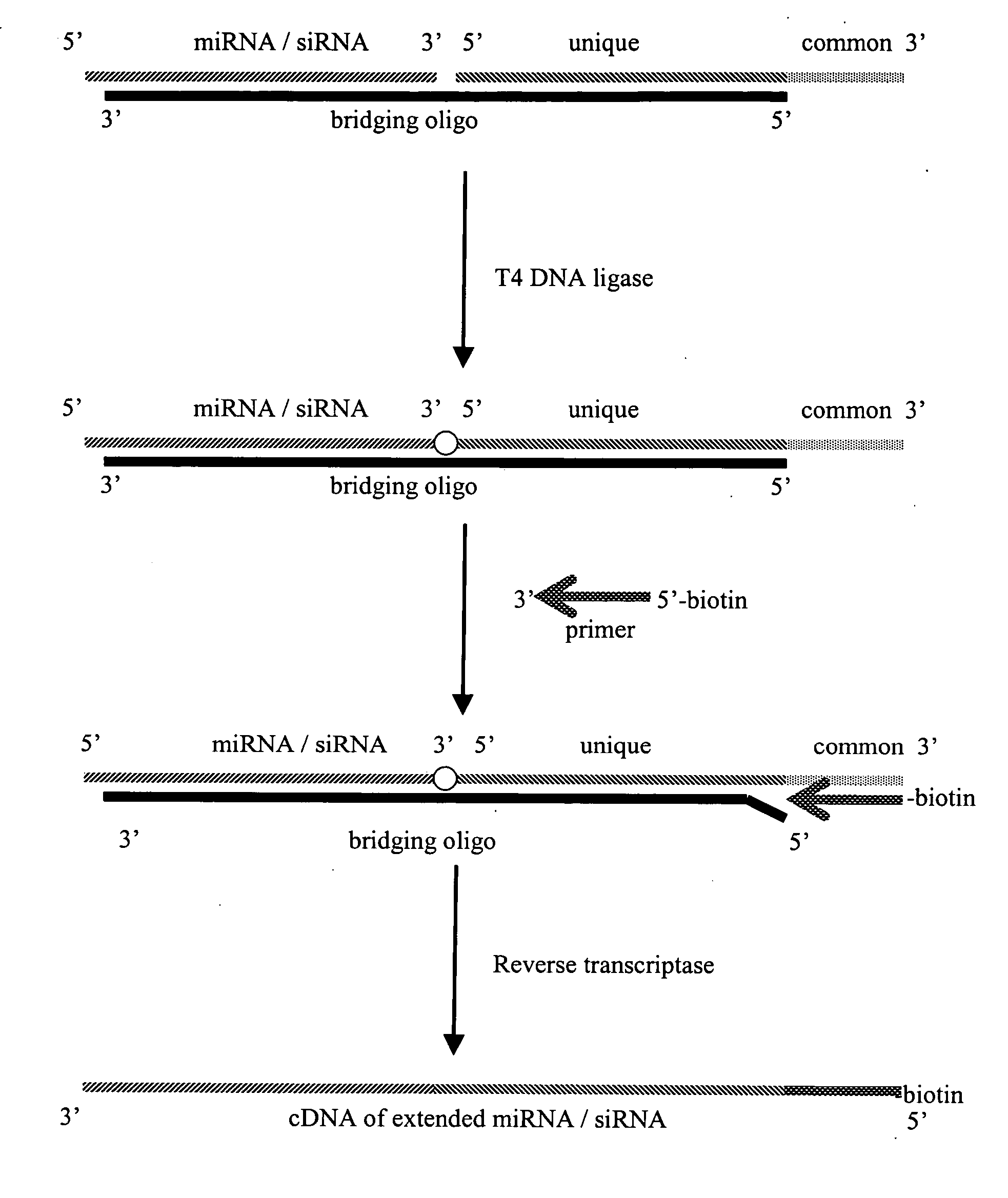 Methods and compositions for detection of small interfering RNA and micro-RNA