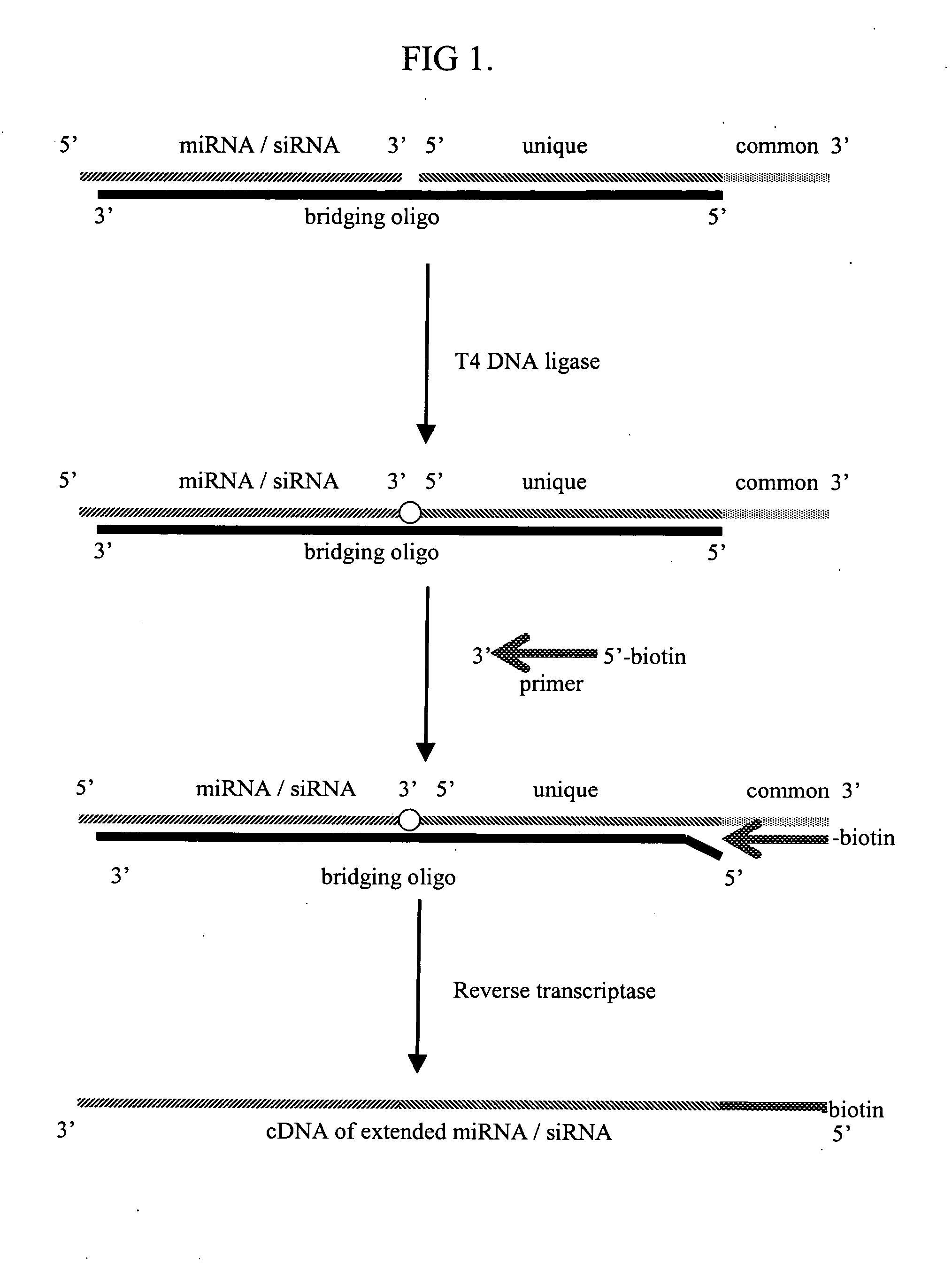 Methods and compositions for detection of small interfering RNA and micro-RNA
