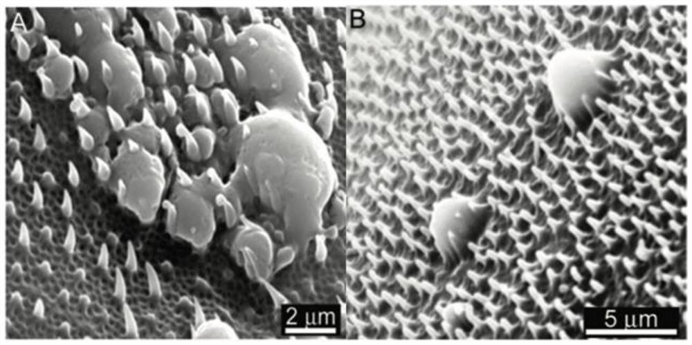 Bionic micro/nano antibacterial structure, manufacturing method therefor and application of bionic micro/nano antibacterial structure