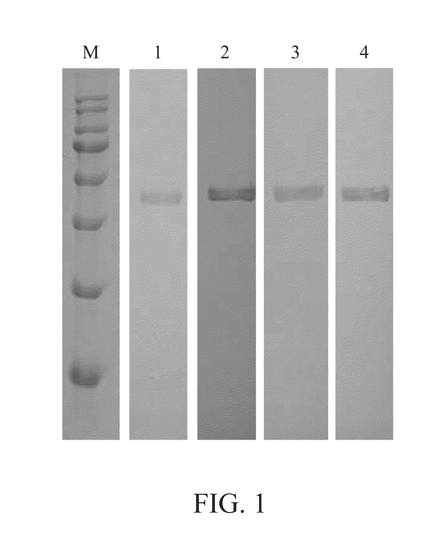 Recombinant fusion interferon for animals