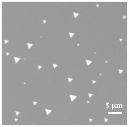 Preparation method and application of two-dimensional ultrathin Fe3O4 single crystal nanosheet