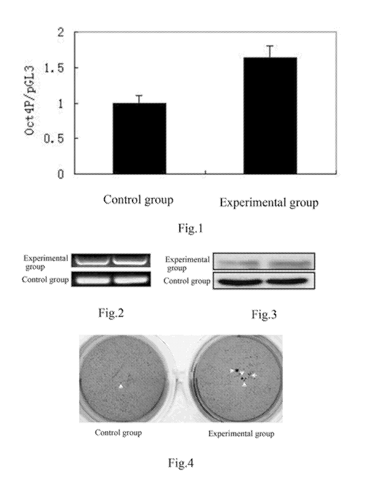 Application of ethyl p-methoxycinnamate and derivatives thereof in maintaining self-renewal and pluripotency of stem cells