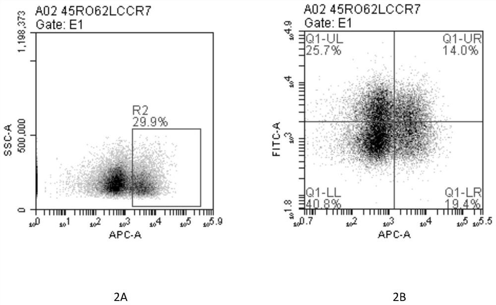 A kind of culture method of infiltrating T cell