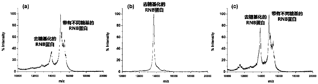 Method for rapid enzymolysis release, solid phase concentration and mass spectrometry of N-glycan