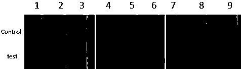 LF-RPA method for quickly identifying schistosoma japonicum katsurada, schistosoma mansoni and orientobilharziasis and application thereof