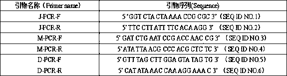 LF-RPA method for quickly identifying schistosoma japonicum katsurada, schistosoma mansoni and orientobilharziasis and application thereof