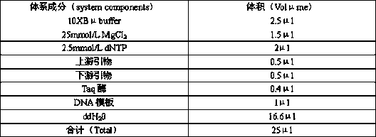 LF-RPA method for quickly identifying schistosoma japonicum katsurada, schistosoma mansoni and orientobilharziasis and application thereof